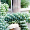 Burro's tail – succulents for sunny places