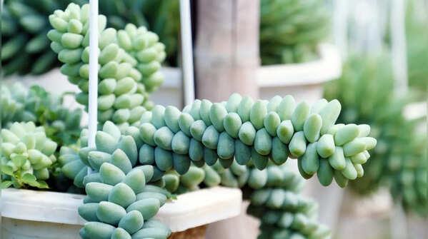 Burro's tail – succulents for sunny places