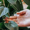 Heartleaf philodendron – elegant and low-maintenance plants