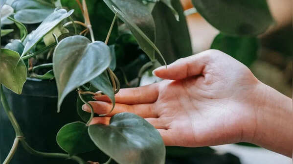Heartleaf philodendron – elegant and low-maintenance plants