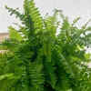 Boston fern – an indoor plant for a fresh look