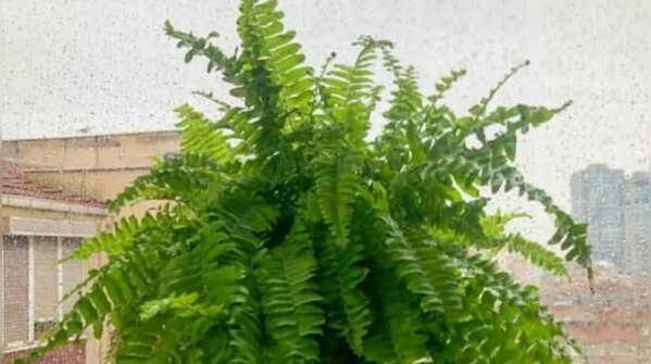 Boston fern – an indoor plant for a fresh look