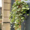 English ivy – a classic choice for hanging gardens
