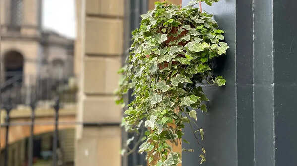 English ivy – a classic choice for hanging gardens