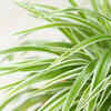 Spider plant – a plant suitable for compact areas