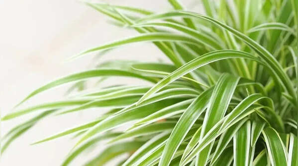 Spider plant – a plant suitable for compact areas