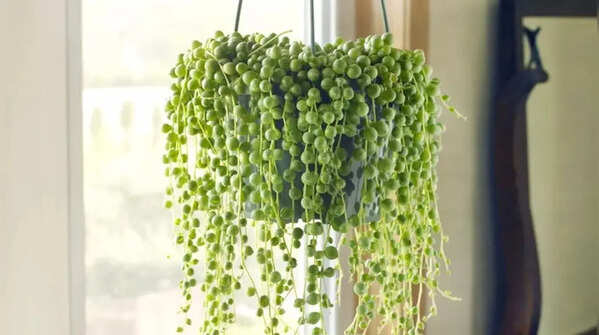 String of pearls – the beauty of green beads