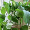 Pothos – an effortless hanging plant for beginners