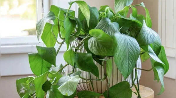 Pothos – an effortless hanging plant for beginners