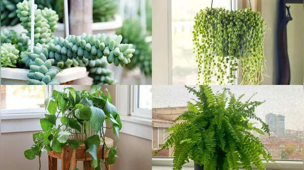Best hanging plants for small apartments