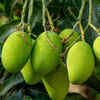 Banginapalli