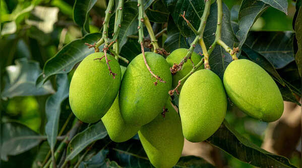 Banginapalli