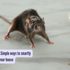 Article image for: Hantavirus alert Simple ways to smartly keep rats out of your <i class="tbold">house</i>