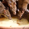 Article image for: Hantavirus breakout on a luxury ship in Africa- What is it