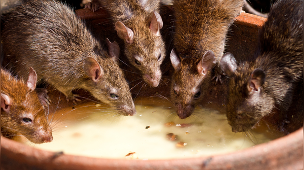 Hantavirus breakout on a luxury ship in Africa- What is it