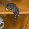 Article image for: Why rats invade <i class="tbold">home</i>s
