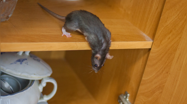 Why rats invade homes