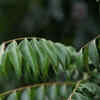 Colder climate and seasonally-induced dormancy