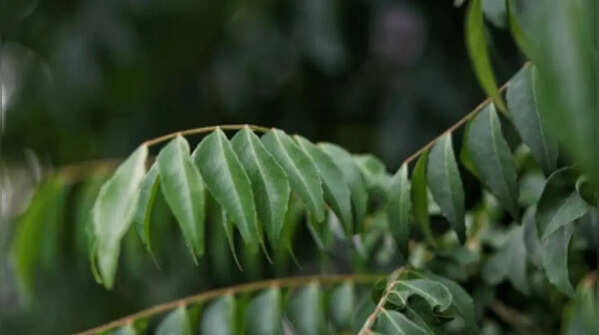 Colder climate and seasonally-induced dormancy