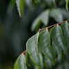 Overwatering or underwatering