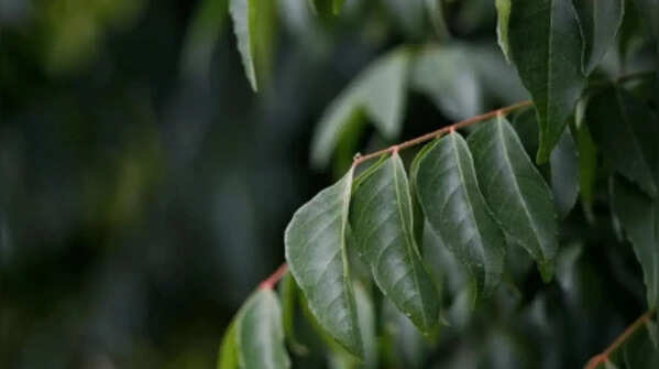 Overwatering or underwatering
