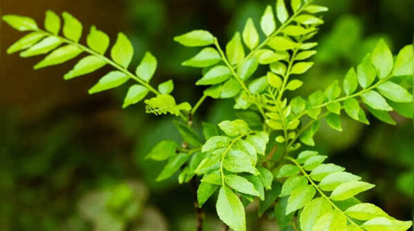 Why your curry leaf plant has stopped growing: Common mistakes to avoid