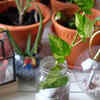 Article image for: <i class="tbold">normal</i> aging of leaves