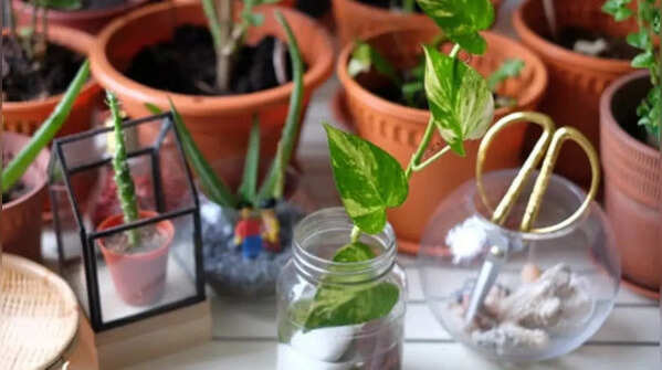 Normal aging of leaves