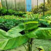 Nutrient deficiencies