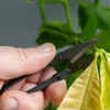 Article image for: Overgrown roots in a smaller-sized pot