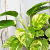 Article image for: Why your money plant leaves are turning yellow and how to fix it
