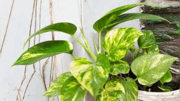 Why your money plant leaves are turning yellow and how to fix it