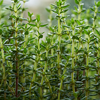 Thyme