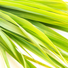 Lemongrass