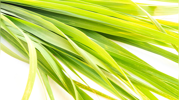 Lemongrass