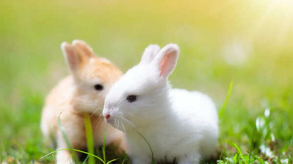 6 Rabbit body language signs: Happy or stressed?