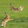 Binkying and zoomies