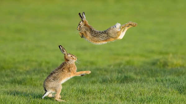 Binkying and zoomies