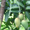 Article image for: Avoid watery <i class="tbold">mango</i>es