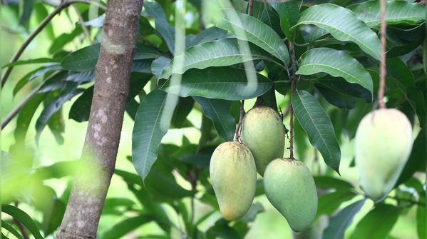 Avoid watery mangoes