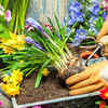 Article image for: 'Smart' <i class="tbold">garden</i>ing tips to try to make your plants thrive