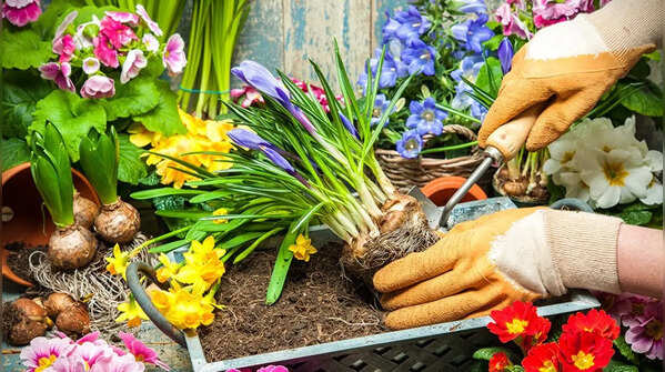 'Smart' gardening tips to try to make your plants thrive