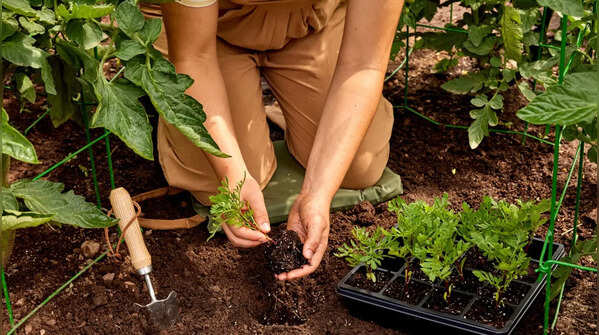 See your garden before you plant