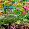 Article image for: Design a ‘chaos <i class="tbold">garden</i>’ that actually grows