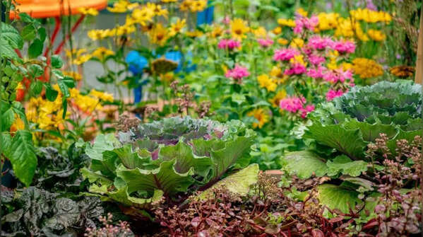 Design a ‘chaos garden’ that actually grows