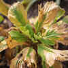 Article image for: Instantly diagnose sick <i class="tbold">plant</i>s