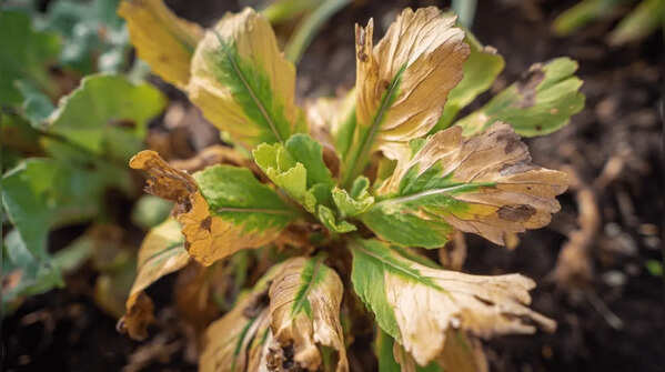 Instantly diagnose sick plants
