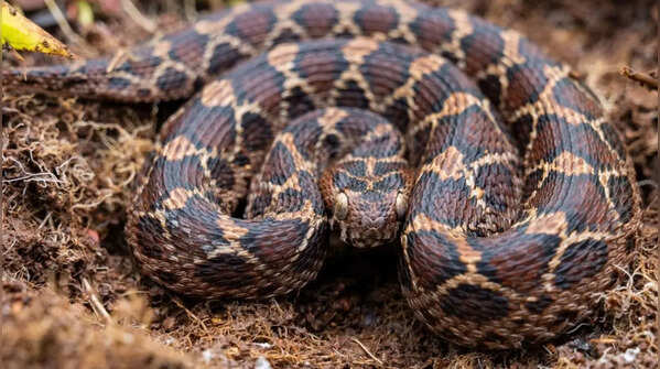 Active mostly during the night and evening time