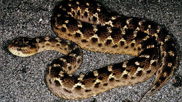 Found in dry habitats