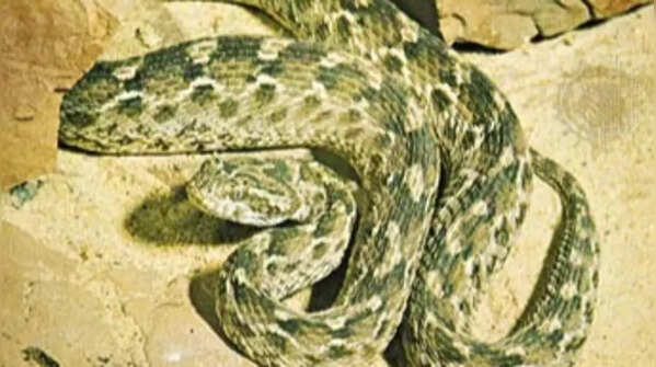 Small in size but recognizable body patterning
